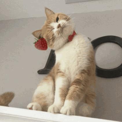 硕士论文研究“云吸猫”引争议｜《论装逼》《八角茴香对卤鸡爪的影响》《网络对话中呵呵的功能研究》表示不服