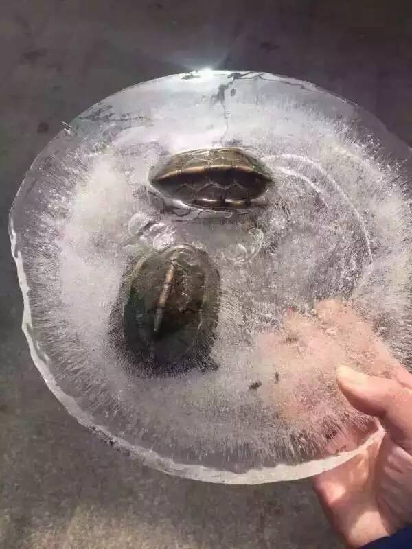 冬天家里水管被冻住怎么办,家里水管被冻需要打开水龙头吗