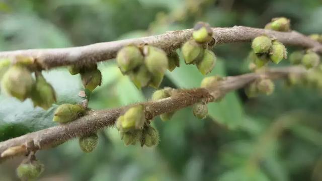 徕卡大光圈镜头,松下lx10对比徕卡相机