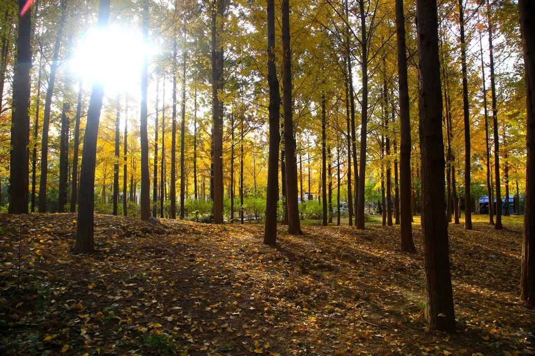 济南秋天看银杏的地方,济南银杏最好看的地方