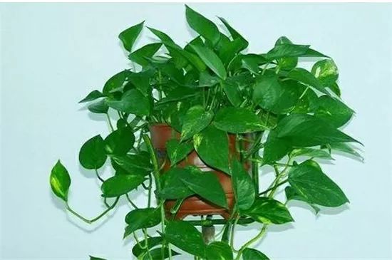 门口正对着适合摆放的绿植,正对入户门摆什么绿植最好看