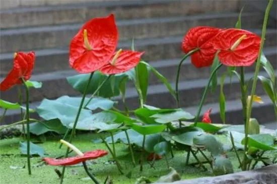 门口正对着适合摆放的绿植,正对入户门摆什么绿植最好看