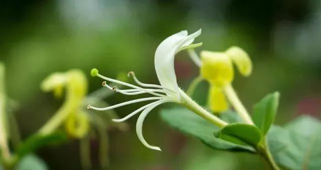 冻疮破皮怎么用十滴水,冻疮裂口抹什么好得快