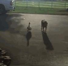 鍦ㄧ嚎鏃呮父缁忚惀鏈嶅姟娉曞緥娉曡,鏄ヨ妭鍑鸿娉曞緥璐村＋