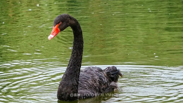 羊驼陪吃早餐，天鹅湖中畅游，藏身北京奥森旁的休憩之地：在之禾
