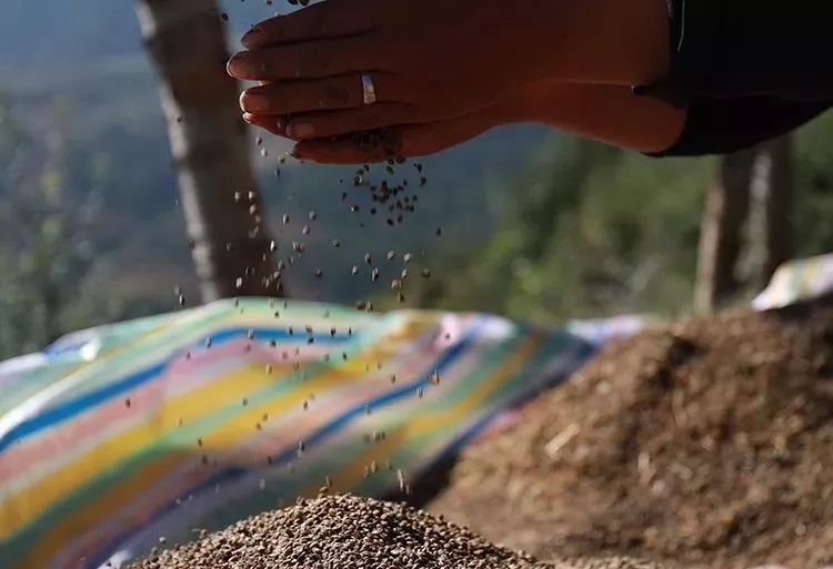 它被称“五谷之王”，泡水喝，清脂肪降三高，养生抗衰老！