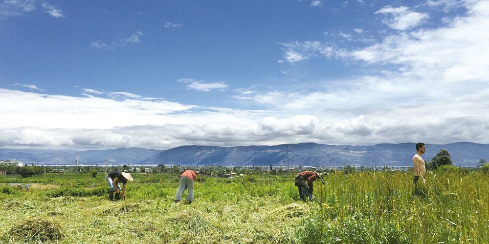 这个年轻人不上班不买房，在大理种地7年，生活过成了这样……