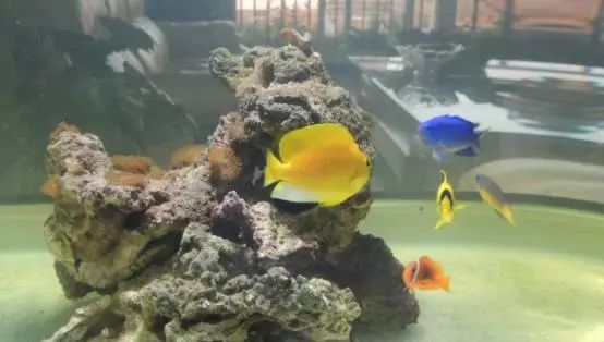 海水鱼小白点病物理治疗,海水鱼白点病怎么快速治疗