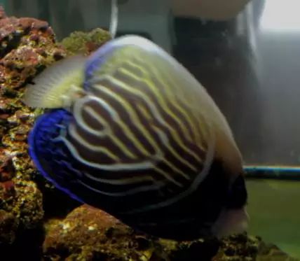 海水鱼得了白点病最快的治疗方法,鱼友分享鱼病大全