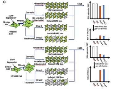 绔矑閰剁殑鎶楃檶鐮旂┒,绔矑閰惰兌鍥婃姉鐧屾垚鍔熺巼