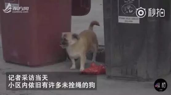 史上最严养狗令：早7点到晚22点禁止遛狗！网友吵翻了……