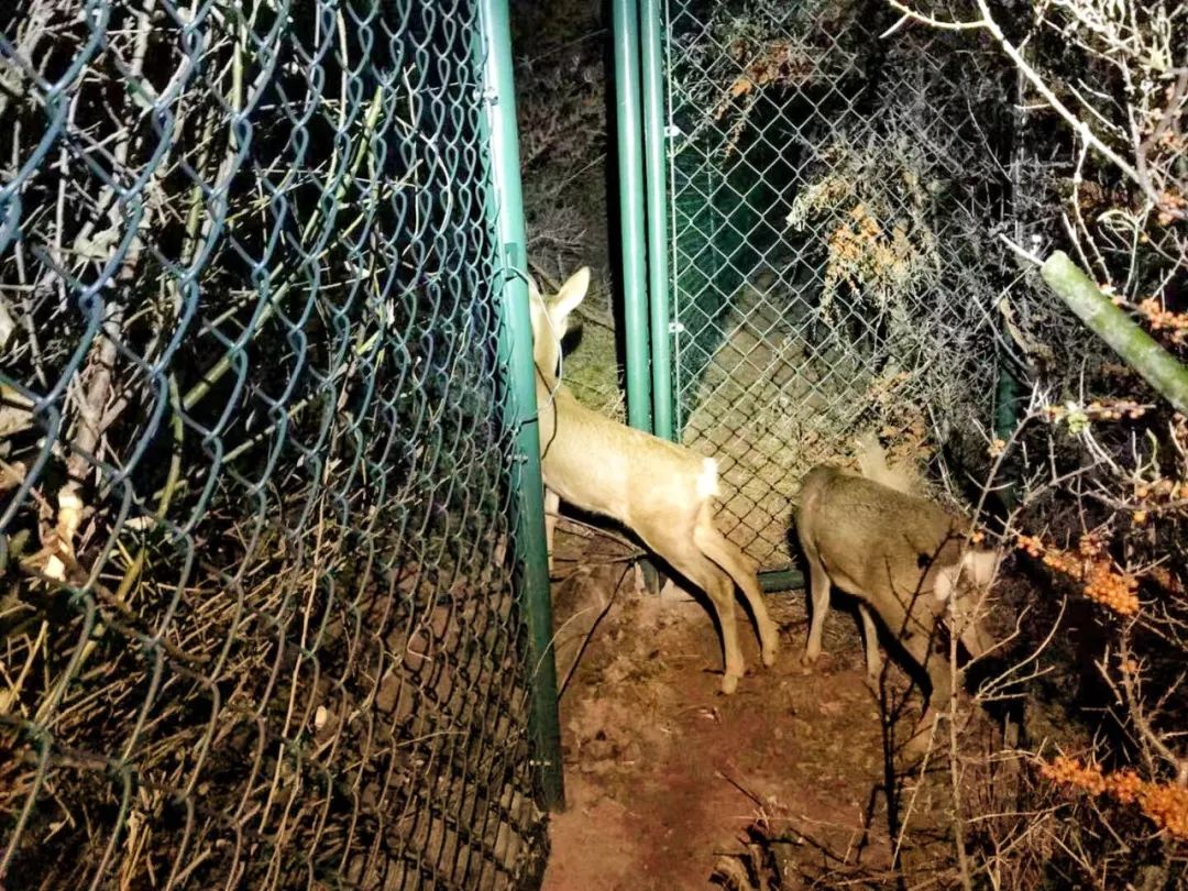 为啥救助狍子要捂眼睛,你们救过的小动物来报恩了吗