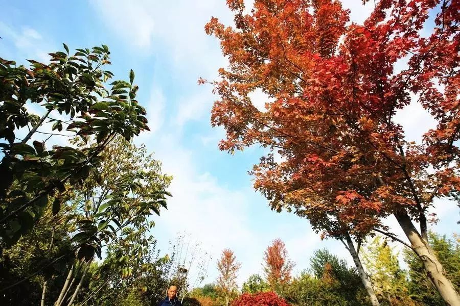 北京石景山国际雕塑公园攻略,北京市石景山区北京国际雕塑公园