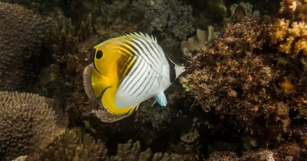 海水小百科—人字蝶