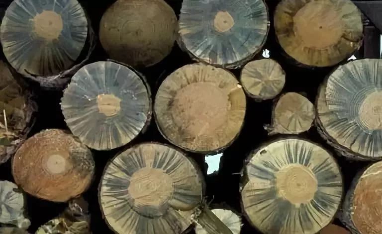 松材线虫病如何防治和处理,松材线虫病防治方法