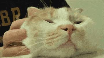 来成都享受美景美食，顺便挼（ruá）个猫可好？