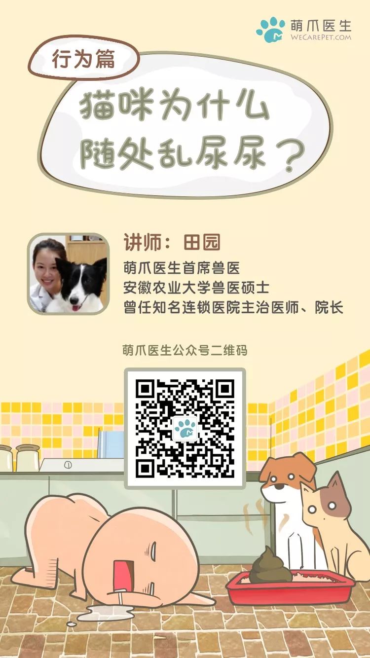 猫咪总喜欢在角落尿尿怎么办,猫咪最近随便尿尿是怎么了