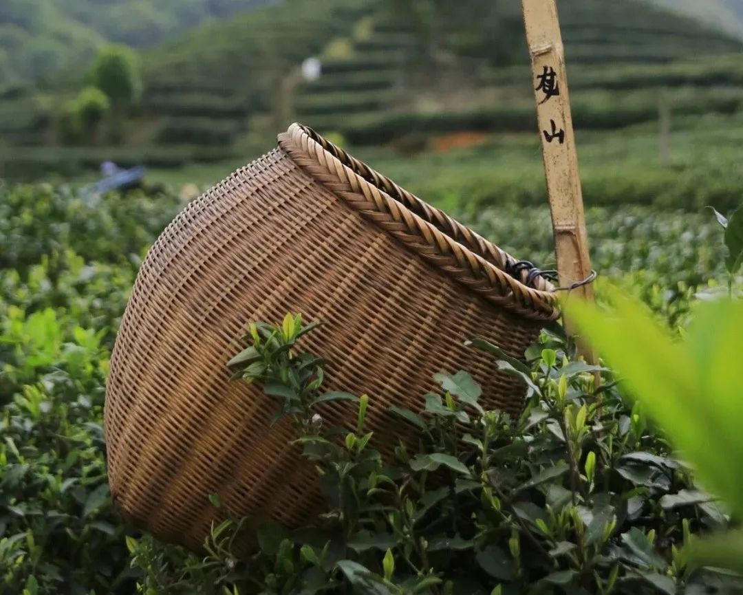 龙井茶每日一茶,龙井茶一天中最佳饮茶时间