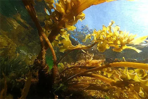 去黑头去角质慕斯,3分钟祛除黑头