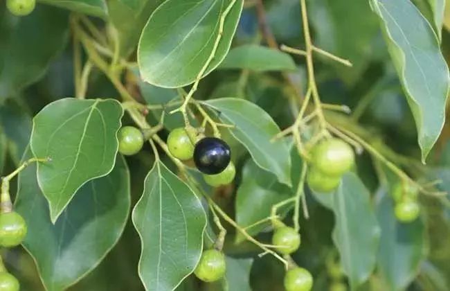 皮肤湿疹万能膏,泰国顽固性皮肤病排毒止痒膏