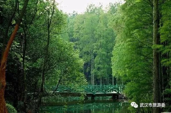 本周新鲜|黄鹤楼新增入园神器,九真山秋景倒计时,红遍北上广的喜茶来啦!