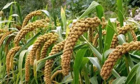 有机小米种出绿色致富路,有机小米绿色健康