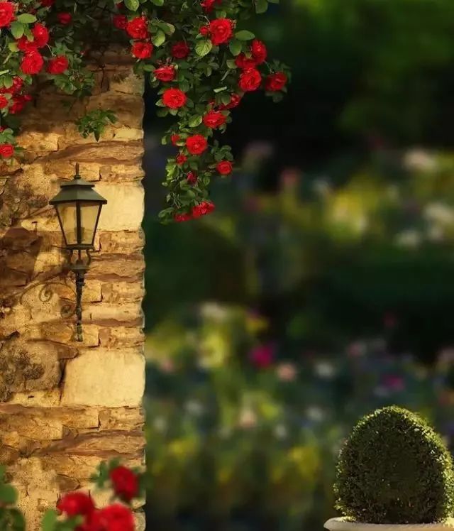 怎样才能让藤本月季快速成为花墙,做花墙最好的藤本月季品种