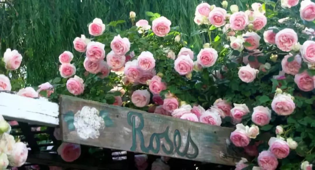 怎样才能让藤本月季快速成为花墙,做花墙最好的藤本月季品种