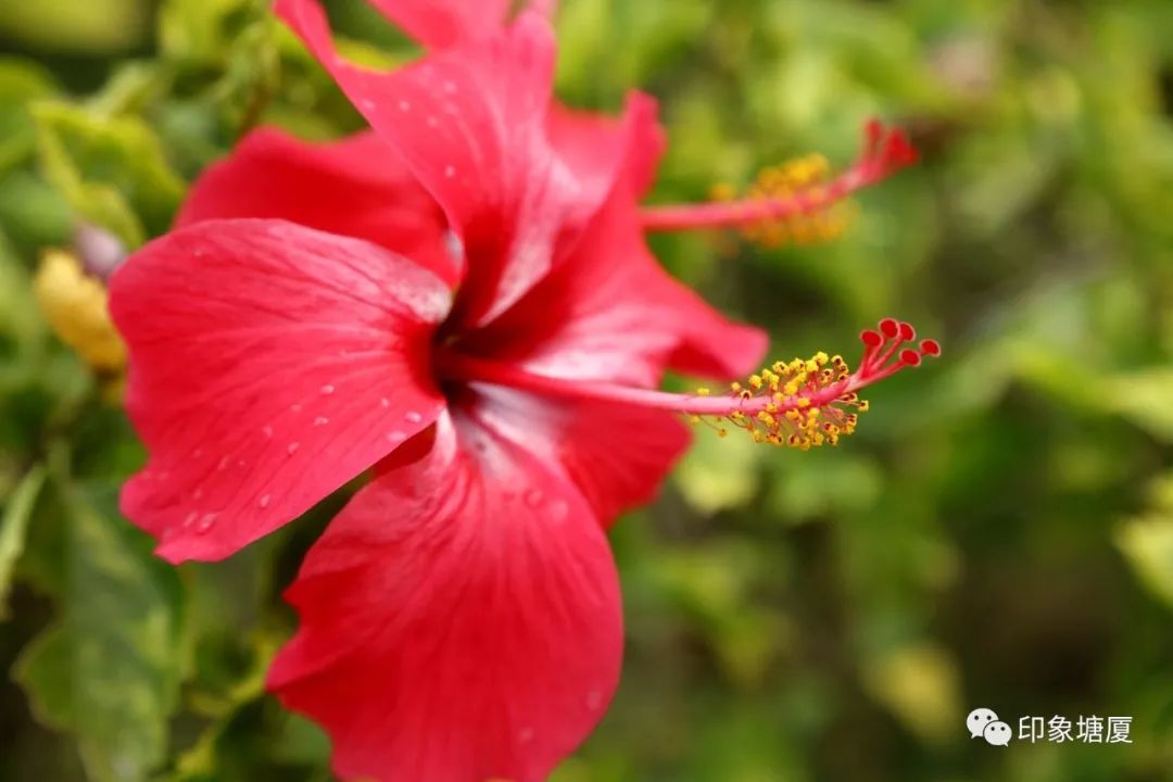 秋意浓浓风景如画的地方,塘厦风景好的地方