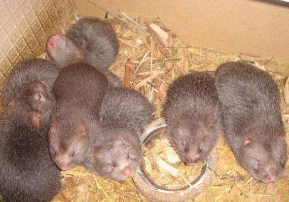 小竹鼠从小养到大,小小竹鼠