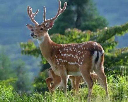 小鹿怎么赚钱,养50只鹿一年赚多少钱