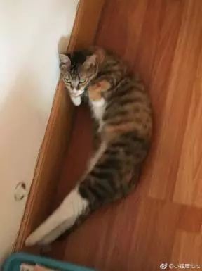 萌爪神吐槽馆,说你想说的