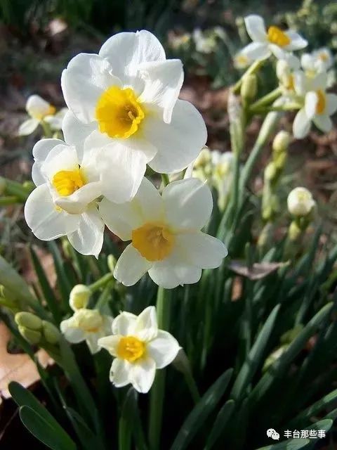 什么花有毒不能放在卧室里面呢,一帆风顺的花有毒吗适合卧室养吗