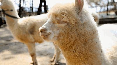 神奇动物巡展,昌吉环宇邻里中心