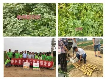 辉丰能百旺噻苯隆说明书,辉丰能百旺多少钱一袋