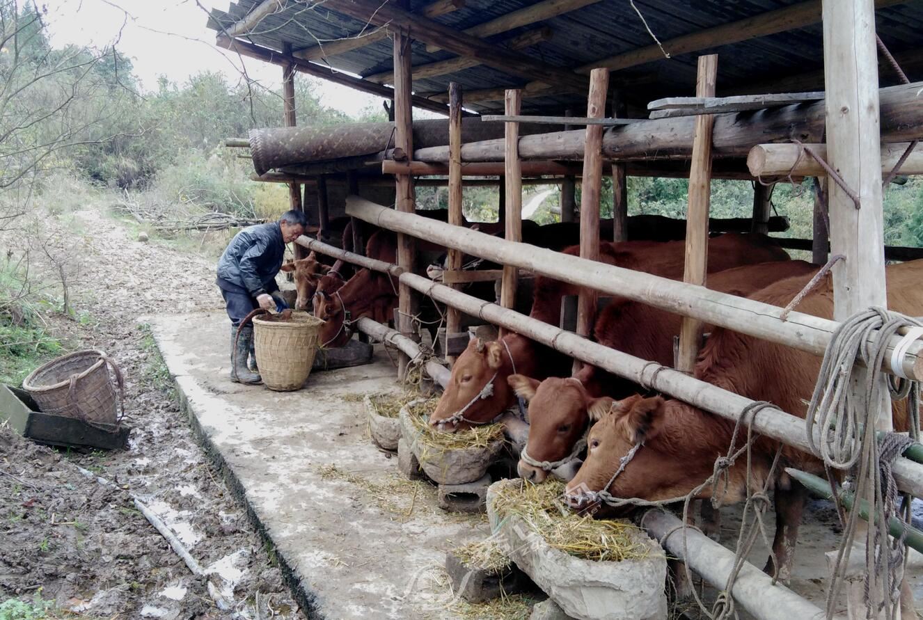 鍒涗笟鑷村瘜甯﹀ご浜鸿閲戞椇,鍐滄潙鍒涗笟鑷村瘜甯﹀ご浜洪粍鐐虫墠