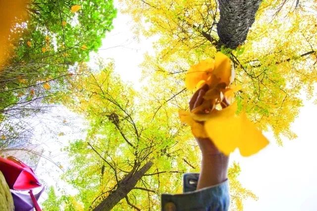 成都锦江边最漂亮的银杏,成都银杏美图