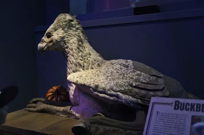 十部顶级神奇动物电影,最新电影神奇动物在哪里