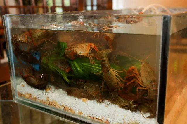 鍐槾鍔熸嘲寮忓皬榫欒櫨,闆嗘笖鍐槾鍔熷皬榫欒櫨鑷姪