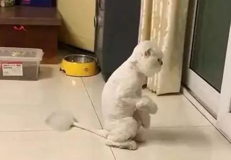 小猫被烫伤了涂什么药,孩子被开水烫伤擦什么