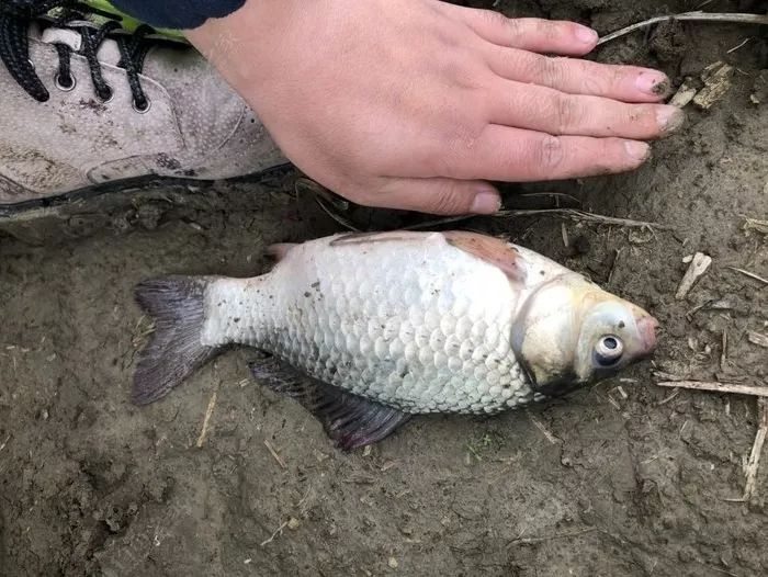 冬季长竿短线怎么选位,野钓长竿短线技巧和方法