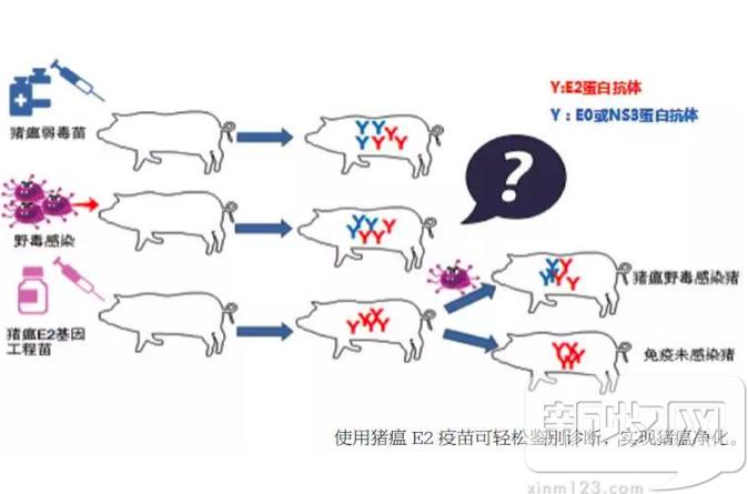 猪瘟疫苗是传代苗好还是细胞苗好,e2蛋白猪瘟疫苗优缺点