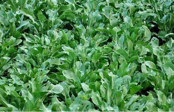 未来十年农业种什么最赚钱,现在种植农作物什么最赚钱