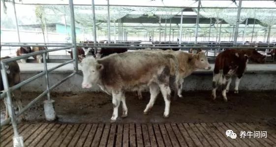 尿液判断母牛怀孕最简单的方法,母牛如何从眼睛判断怀孕