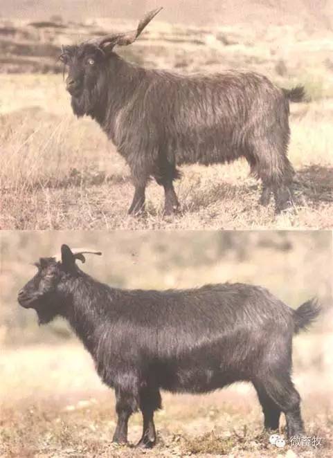 现在羊的品种最好的是什么品种,羊品种大全