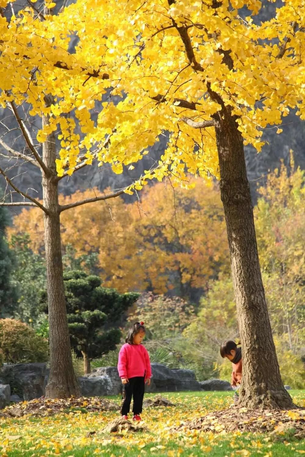 满城尽带黄金甲取景地图片,满城尽带黄金甲震撼场景