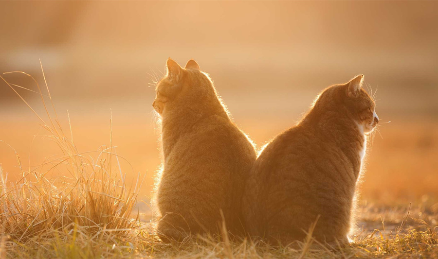 猫咪误闯漫展,喵星人t台走秀