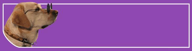 养牛头梗的注意事项,五个月的牛头梗好养吗