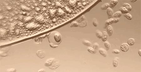 它的菌含量居然是马桶的530倍，你还在每天用