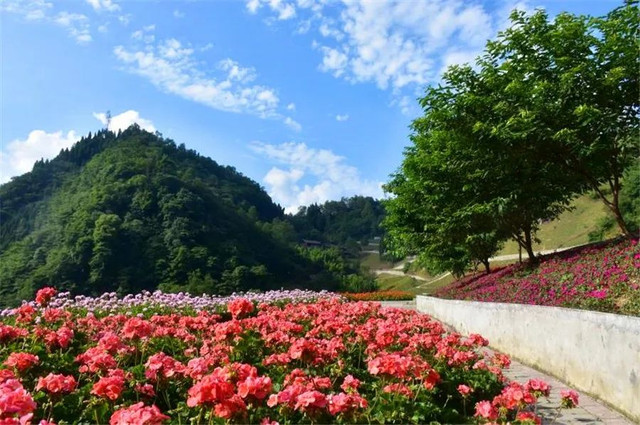 成都周边野花,成都周边花谷景区推荐
